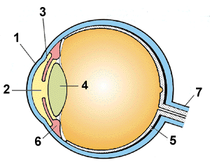 parts of the eye and their functions